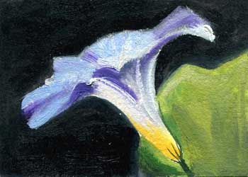 "Morning Glory" by Carol Brown, Greendale WI - Oil on Paper